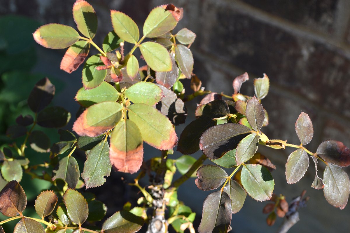 Experiential Gardener tweet media