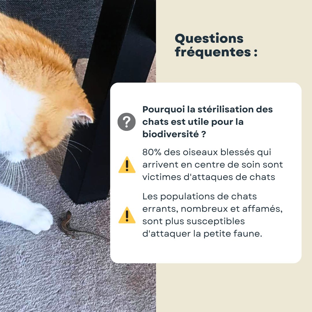 CapucineFedrigo's tweet photo. @SPA_Officiel @apclo @aace_45 #Thread #stérilisation #causeanimale #protection #prévention #stopabandon 
@SPA_Officiel @apclo @aace_45 https://t.co/ApXIx0nuk5