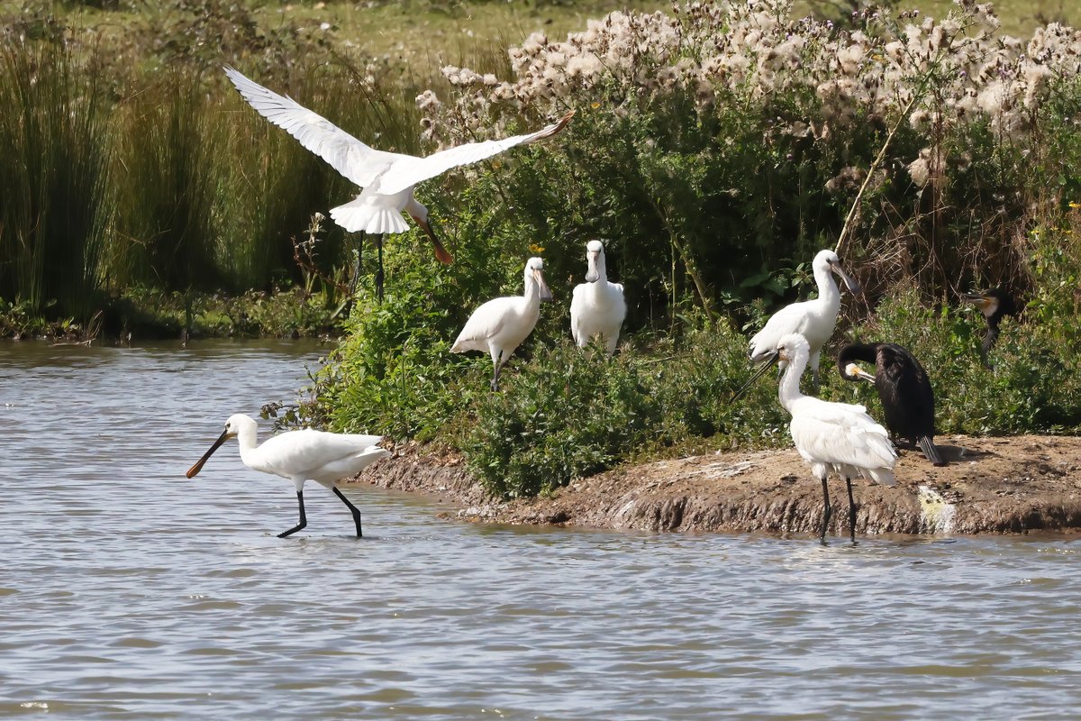 Seymourbirdies's tweet photo. The Spoonbill family is reunited. https://t.co/8CN5h34wM9