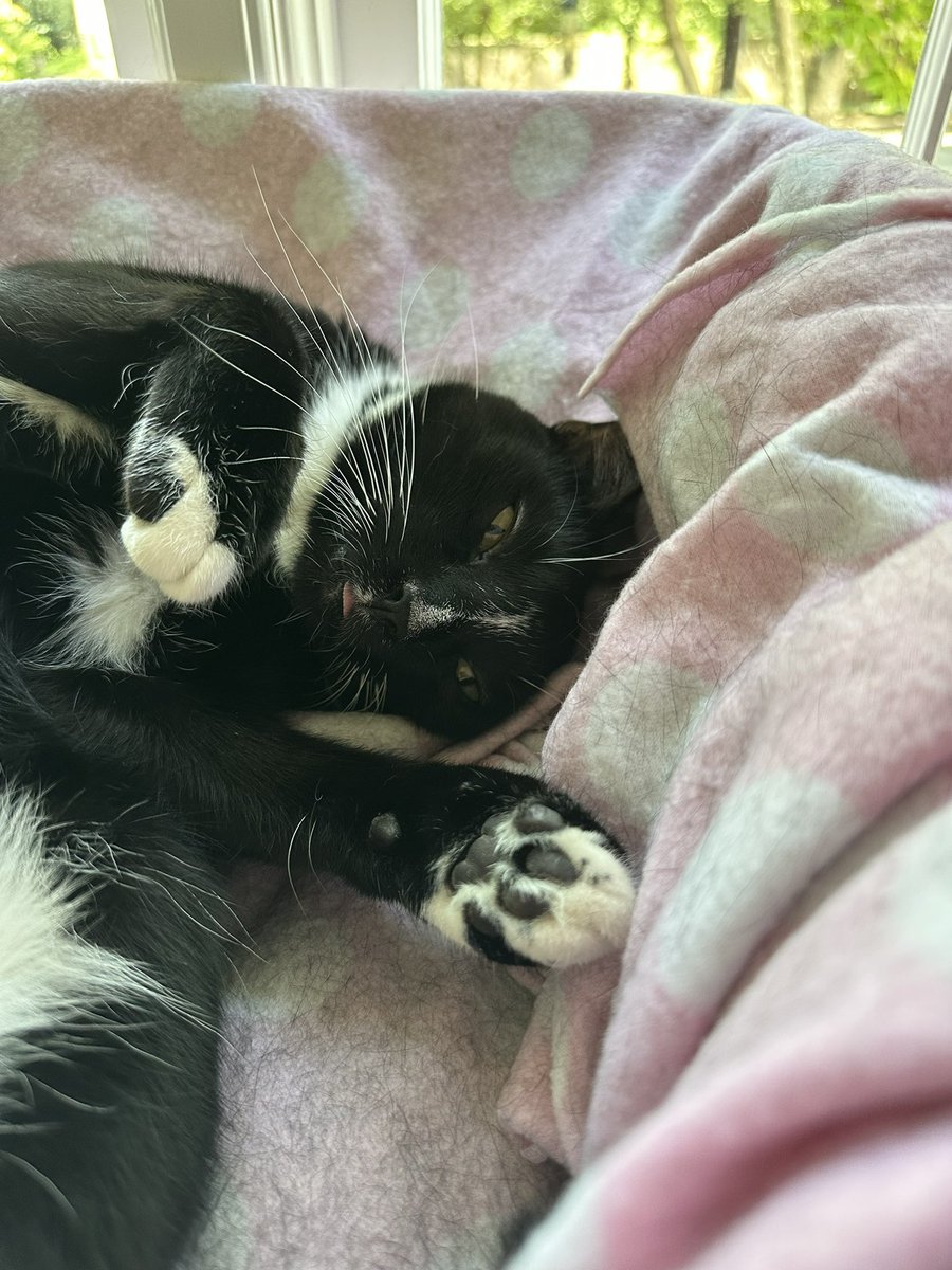 Cocoa, Dot & Checkers 🇺🇦🇺🇲#StrayStrong Ninjas tweet media