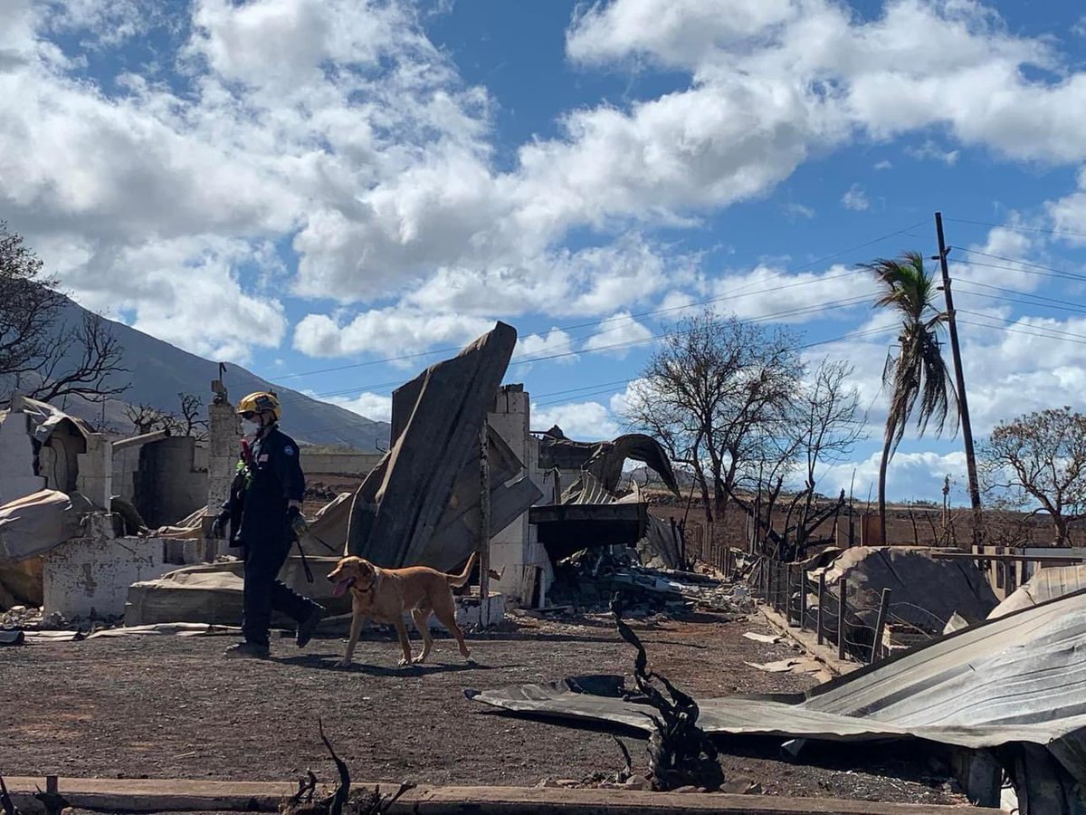 FEMA US&amp;R teams continue search operations in Maui.  WA-TF1 (Type 1 with a canine MRP) and NV-TF1 (Type 3 with a canine MRP) work alongside with the Hawaii National Guard and local responders conducting search operations.  #fema