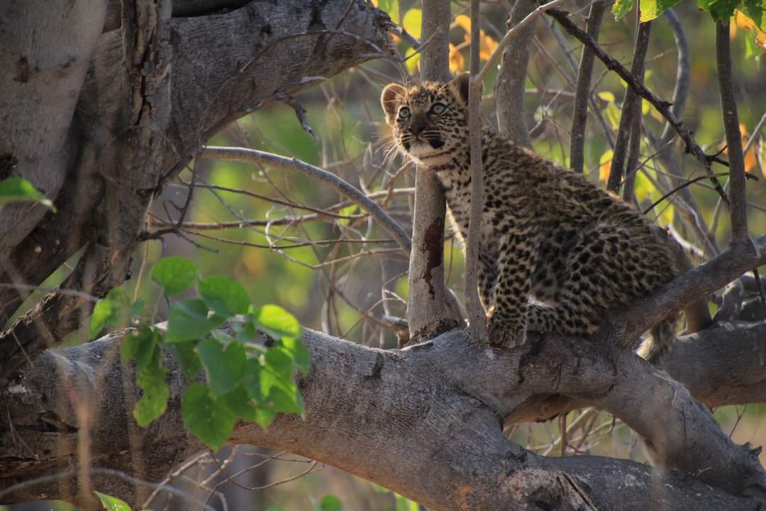Cuteness overload with this amazing photo captured by client Robert on his recent Botswana safari. 

#love #cats #wildlife