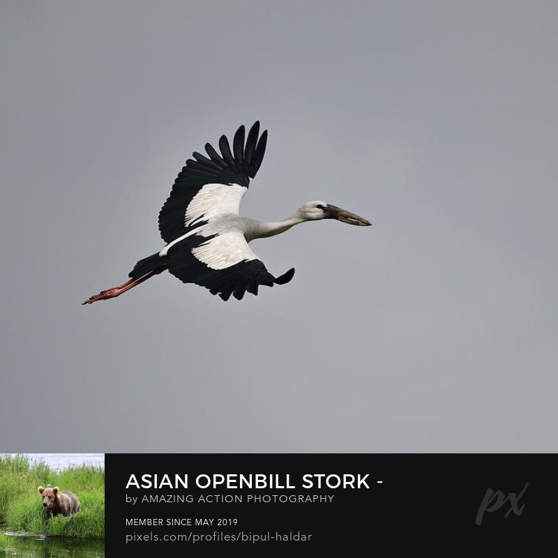 Asian openbill stork #asianopenbillstork #fineartphotography #stork