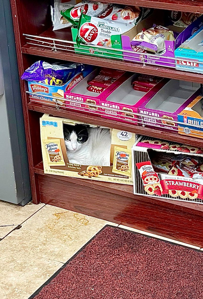 Bodegacats_'s tweet photo. https://t.co/KXP2kS0jDk