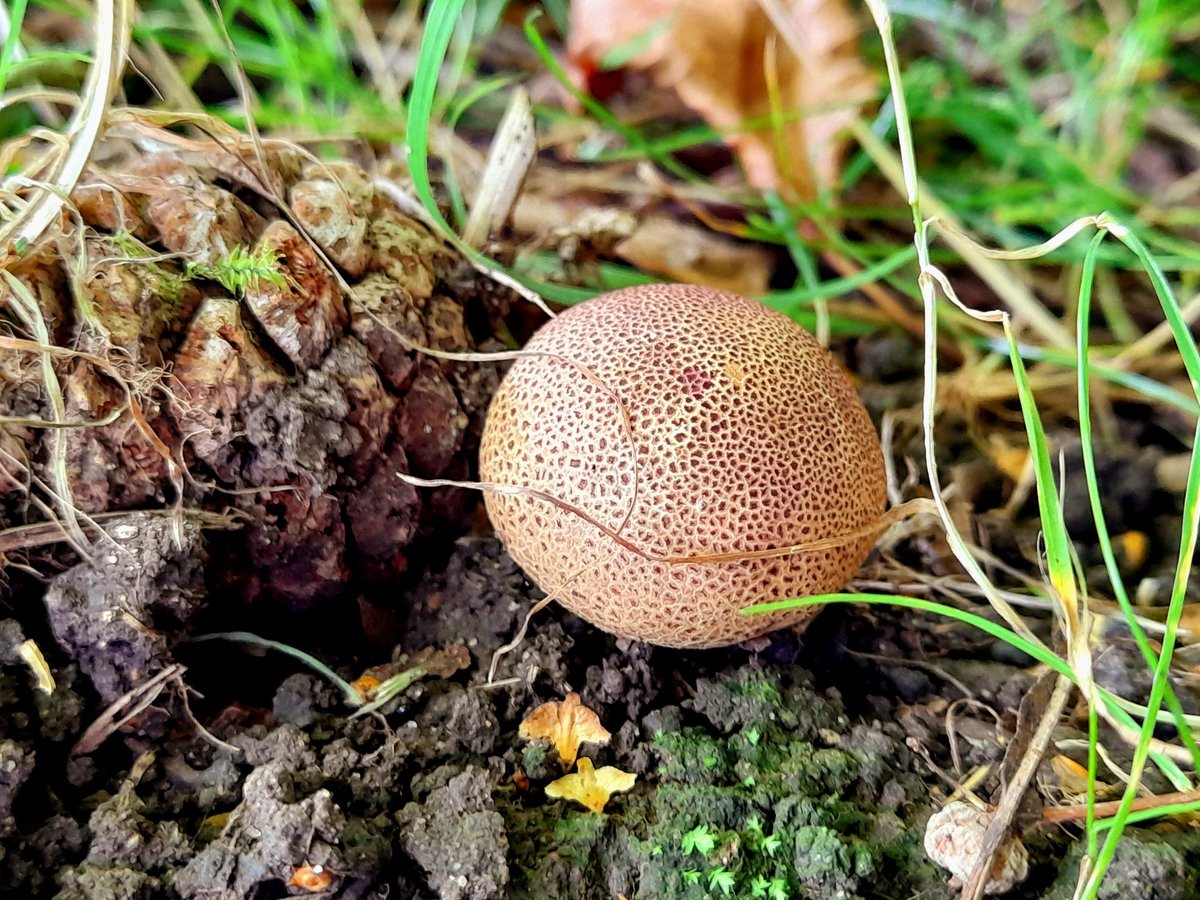 CreatesAndMakes's tweet photo. Does anybody know what type of mushroom/fungi this is? 🍄They're quite solid feeling, some are under trees.
#fungi #mushroom #NaturePhotography #naturelover #NatureBeautiful https://t.co/xhFm1LugnT