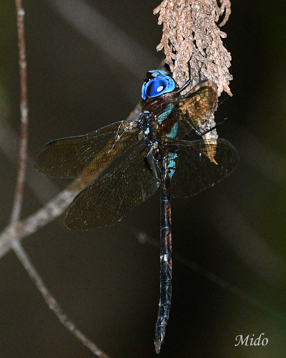 male Anaciaeschna Martini #dragonflies #dragonflyphotography #wildlife #wildlifephotography #Tokyo #Japan