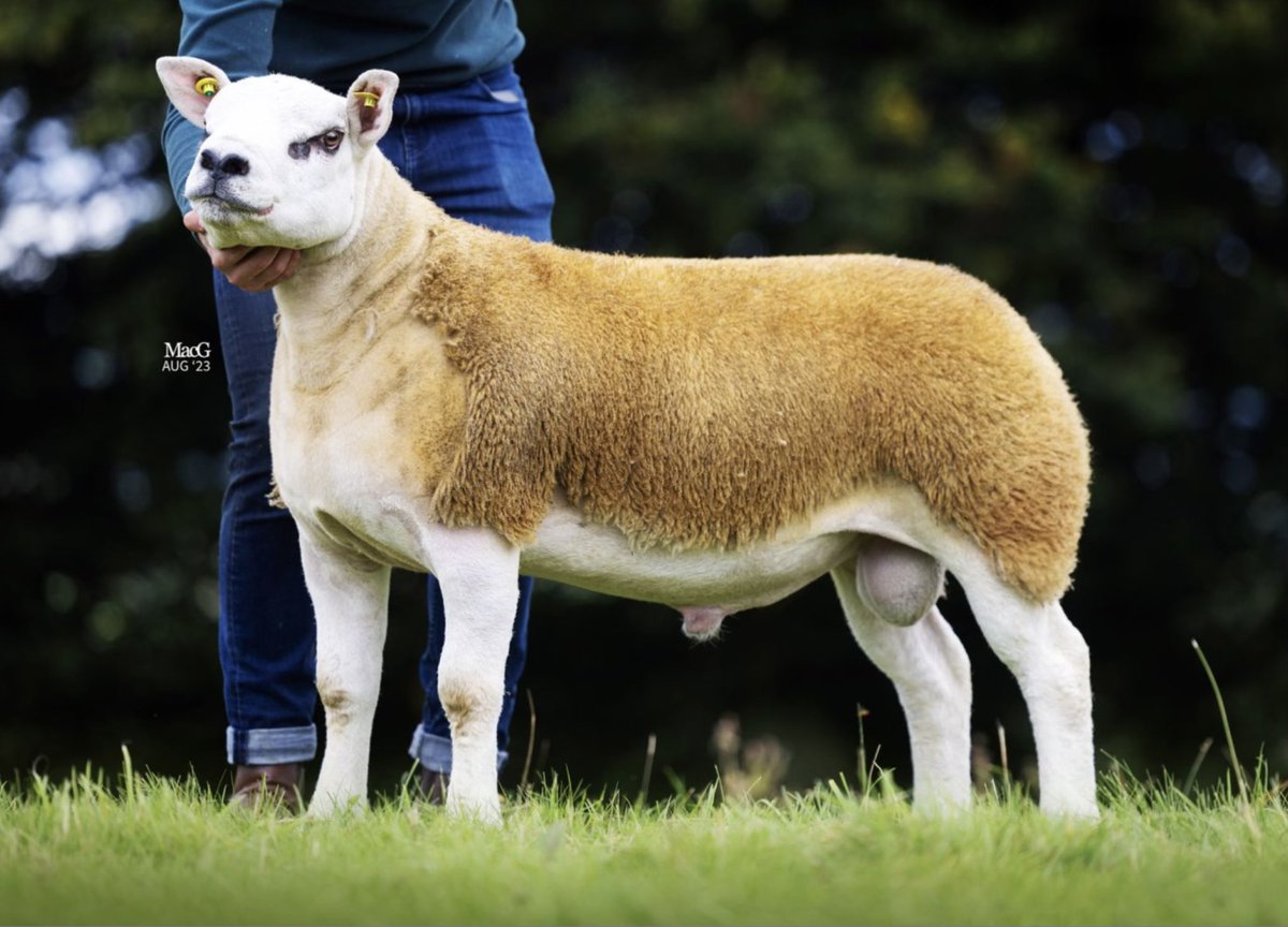 This handsome lad is our new ram lamb, we got him at Blessington Mart, Co. Wicklow on Saturday. Hopefully he does well for us🍀 #TexelSheep #IrishTexelSheepSociety