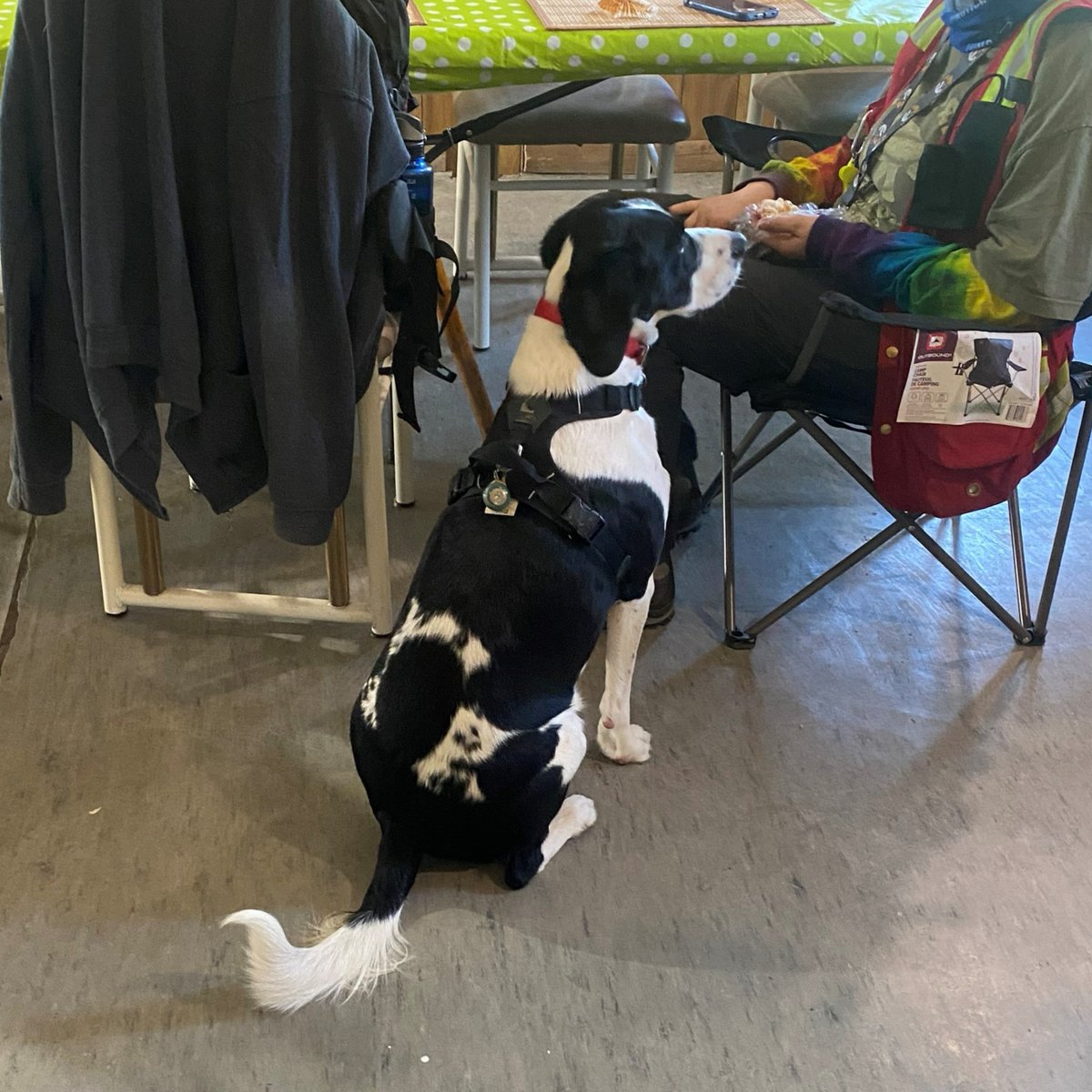 Meet Henry! He loves coming to work with us at #thehawkinsproject, and we love having him around too. Cuddles and happy disposition welcome, Henry boosts morale and team building. #dogfriendly #sitecompanion #mentalhealthmatters
