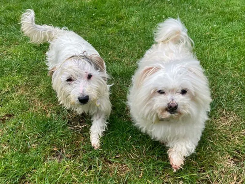 Best friends Pip &amp; Ted are a lovely duo looking for their forever home together. Lovely lady, Pip loves all the attention &amp; sweet little Ted enjoys his zoomies. They can both live with a cat and children over 10!💛
<a href="/DT_Merseyside/">Dogs Trust Merseyside</a>📍 bit.ly/3QCAbac