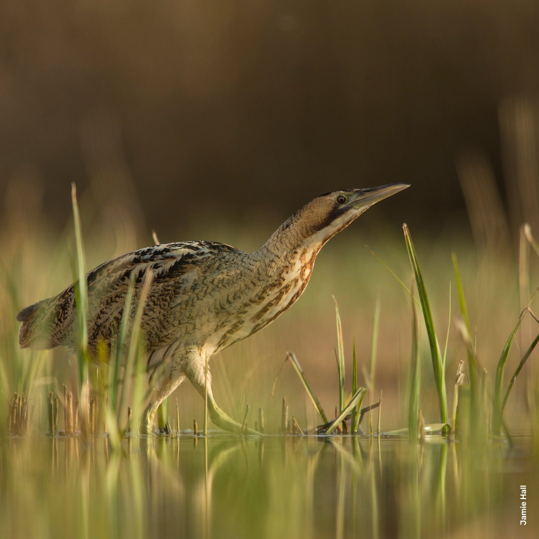 Bitterns have bred in Derbyshire for the first time on record at Willington Wetlands Nature Reserve.

The reintroduction of beavers has been instrumental in creating a diverse and dynamic wetland, benefitting many different species, now including Bittern!
bit.ly/3KDZJji
