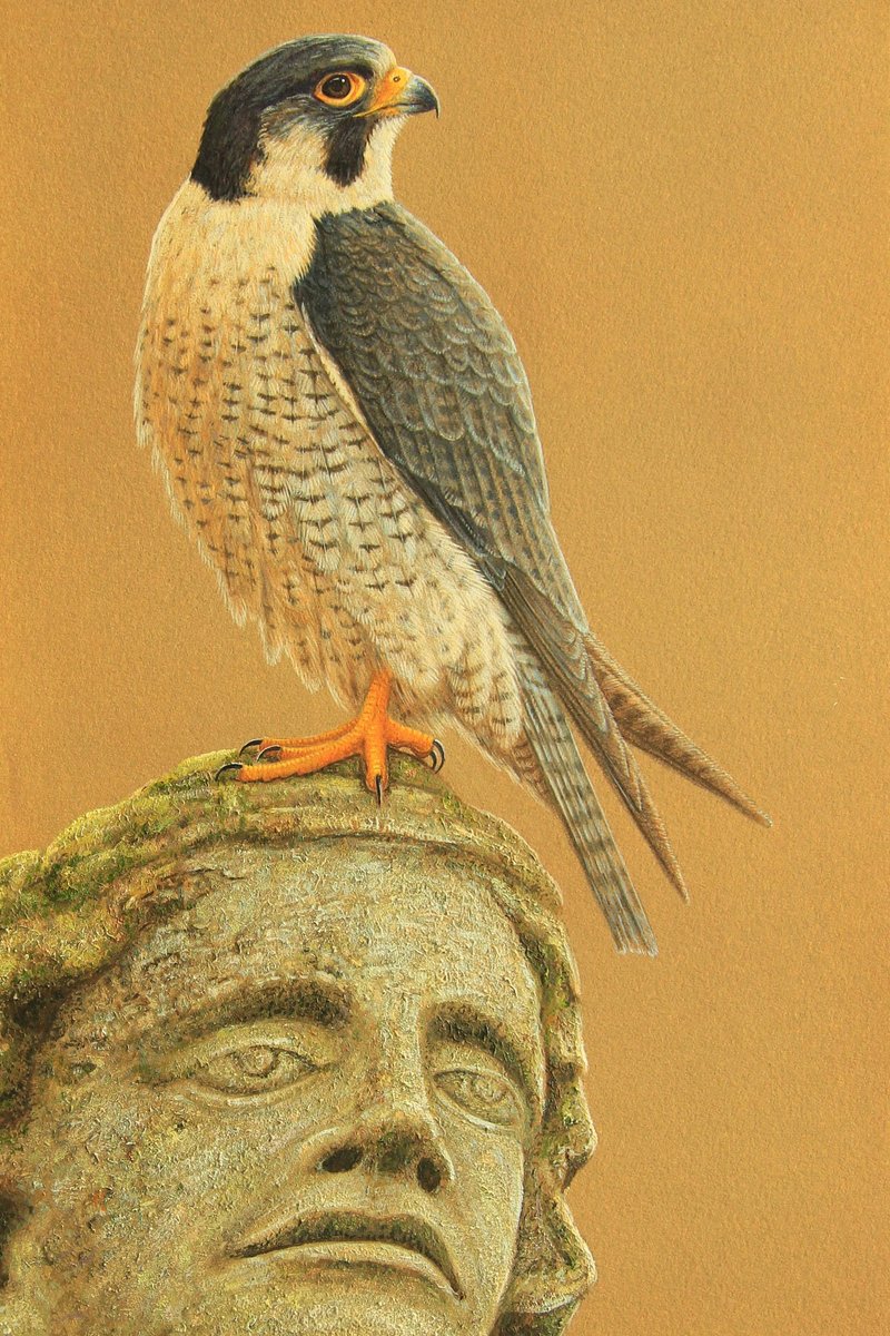 This painting was inspired by a peregrine I watched on York Minster 🏰
#yorkminster #yorkminsterperegrines #yorkbirders
🛒👉robertefuller.com/product/peregr…