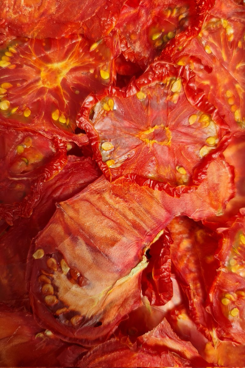 That's our first batch of 'sun-dried' tomatoes done: preserving some summer vibrancy for the softer days of winter. #NoDig #Dehydrating #NoChemicals #FoodPreserving #NoPesticides #organic #GrowYourOwn #WildlifeFriendlyGardening #RealFood