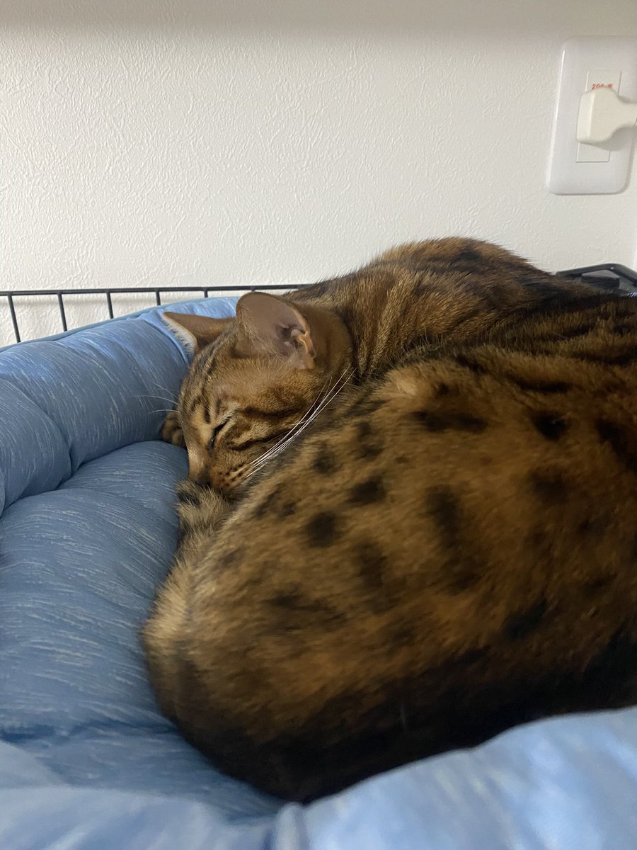 Seth_Aug's tweet image. 二匹の飼い主へ
ちゃんと預かっておくから、毎年お盆は遊びにくるように(๑╹ω╹๑ )