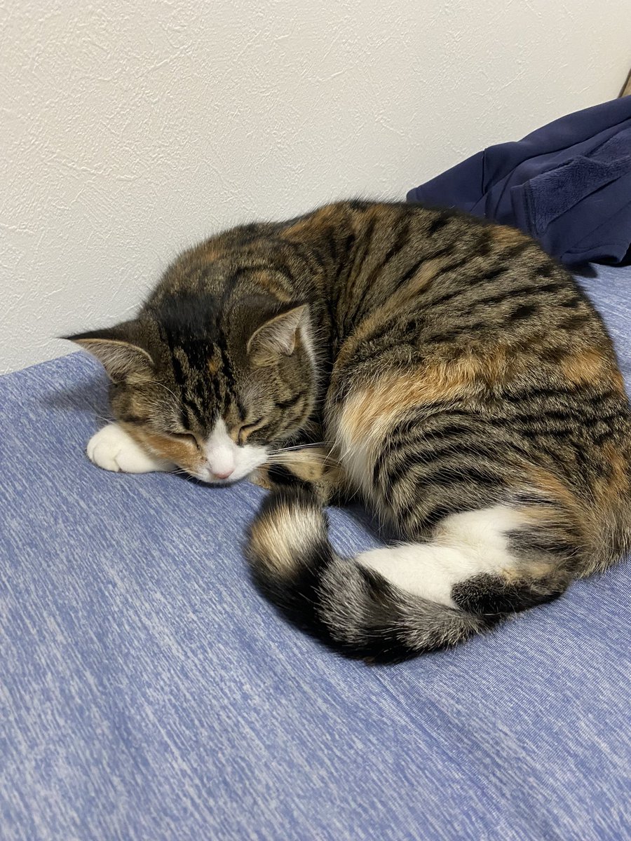 Seth_Aug's tweet image. 二匹の飼い主へ
ちゃんと預かっておくから、毎年お盆は遊びにくるように(๑╹ω╹๑ )