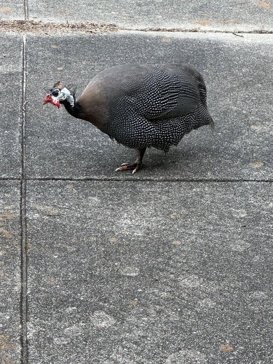 Anyone missing their Guinea hen??  He’s hanging around ⁦⁦⁦⁦@DDMSBuzz⁩😀