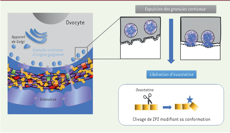 ms_MedSci's tweet photo. La zone #pellucide, une matrice extracellulaire enveloppant l’#ovocyte, régule la liaison des spermatozoïdes lors de la fécondation. Découvrez l’impact des mutations des gènes codant des #glycoprotéines sur la fertilité féminine.
https://t.co/f8jOollPph #openaccess @CHURennes https://t.co/4MHPkcECs2