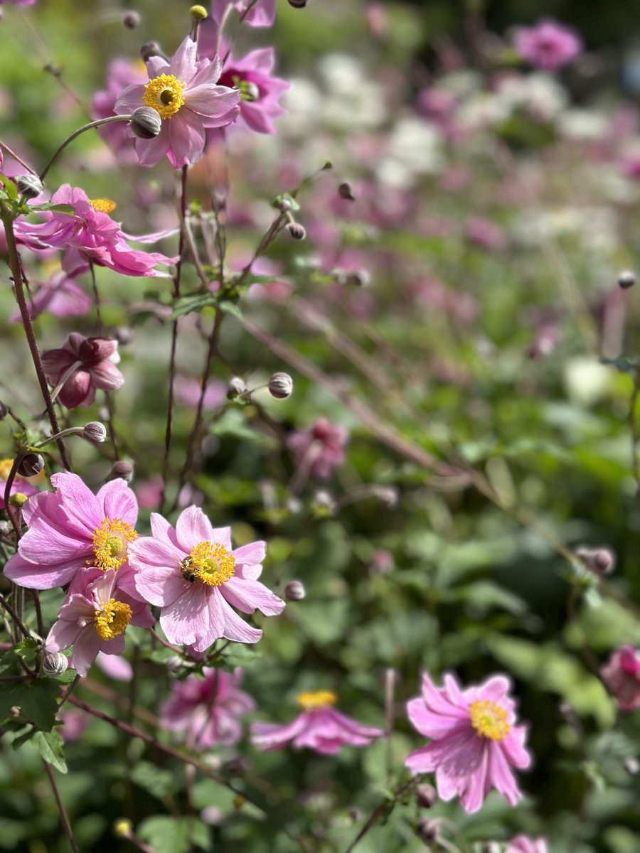 SThorpeLong's tweet photo. Beautiful flowers 🌸 in the garden ⁦@NTAllanBank⁩ 😊 https://t.co/cbBjIDkZeL