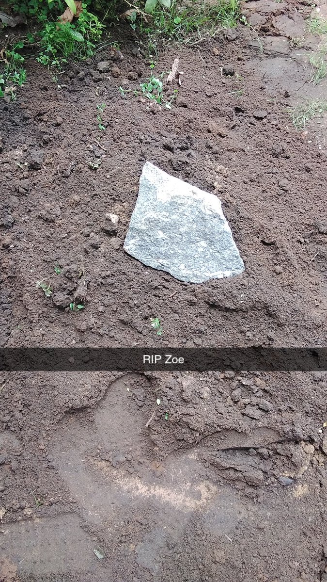 MztaIkp's tweet photo. Burying a pet is no mean task. #RIPZoe #Dog https://t.co/9UVe0eE2Lg