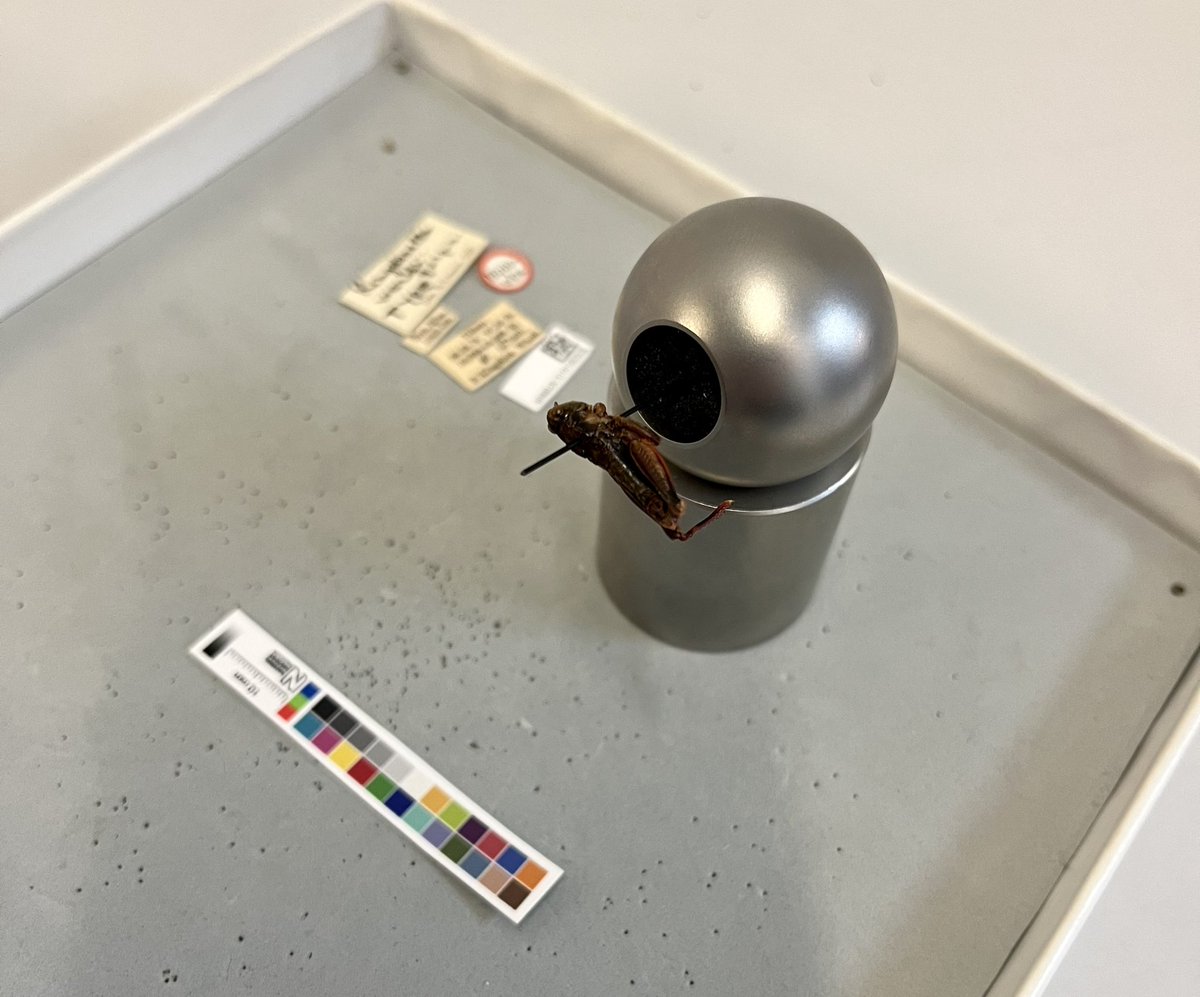 NHM_SmallOrders's tweet image. Kingdonella wardi Uvarov, 1933 feeling a little upside down! Digital image for a taxonomic research loan. #Orthoptera