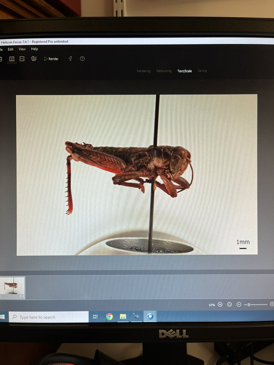 NHM_SmallOrders's tweet image. Kingdonella wardi Uvarov, 1933 feeling a little upside down! Digital image for a taxonomic research loan. #Orthoptera