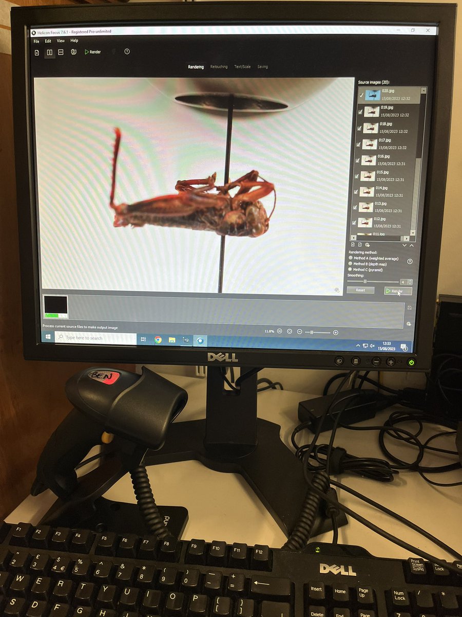 NHM_SmallOrders's tweet image. Kingdonella wardi Uvarov, 1933 feeling a little upside down! Digital image for a taxonomic research loan. #Orthoptera