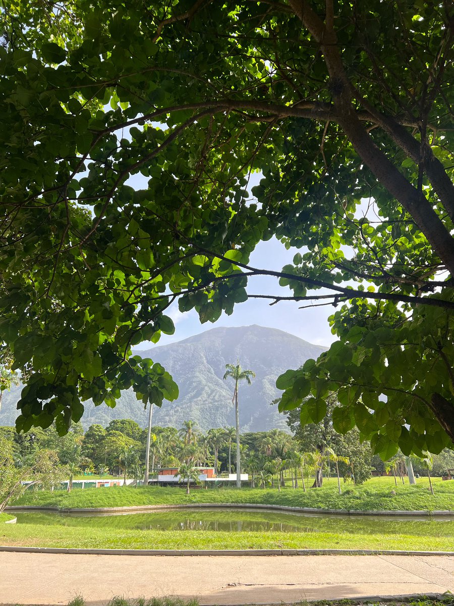 8:20 am. Viéndolo por esta ventanita vegetal. 🌱