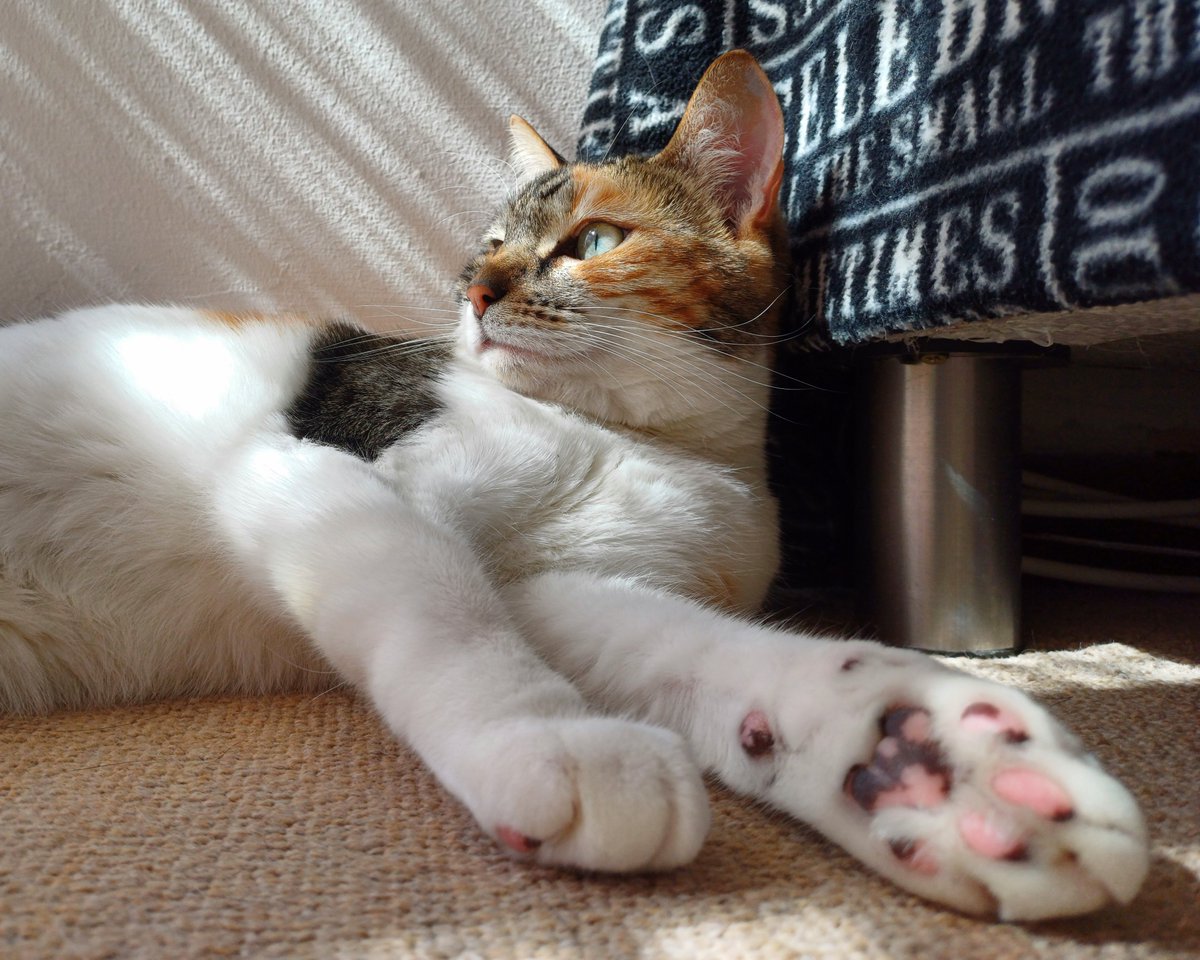 kitcatpuzzle's tweet photo. It's a cat's life ☀️😸🐾💕✨️

#catsinsunbeams #toebeantuesday #catlife #relaxedcat #sunbeamsandtoebeans 

https://t.co/dEKgtCptK0 https://t.co/1wXm8fHxAx