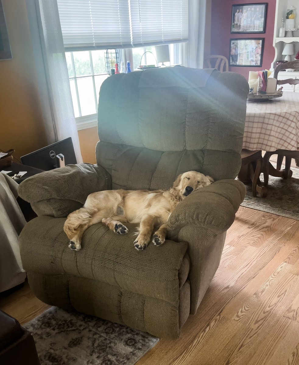 DAY 12: After a rainy day, the sun finally comes out. Time to take a rest in the Lazy Boy, no floor space needed for this puppy. #goldenretriever #goldenpuppy #goldenoftheday