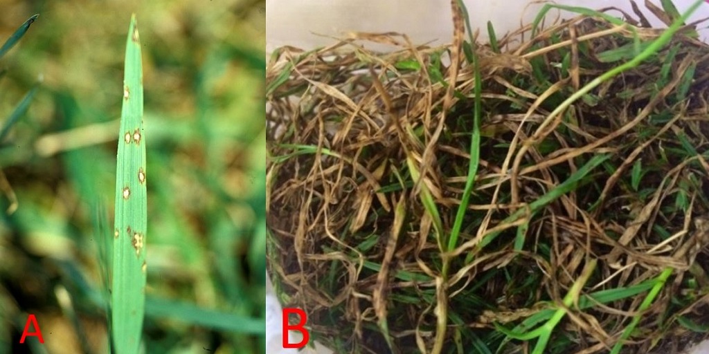 SyngentaTurf's tweet image. Got #GrayLeafSpot on your perennial ryegrass or tall fescue fairways? 
See the beneficial cultural practices and treatment options – including Heritage Action and Banner Maxx II fungicides – that can transform your course: bit.ly/3QCQ1So