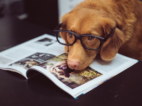 I was once asked to sign a copy of The Love Detective and dedicate it to a dog named Sherlock - who knew dogs could read?! This Saturday I'll be at Waterstone's Woking <a href="/BookyWok/">Waterstones Woking</a> if you and your hound would like to stop by! x #booklover #PetsAreFamily