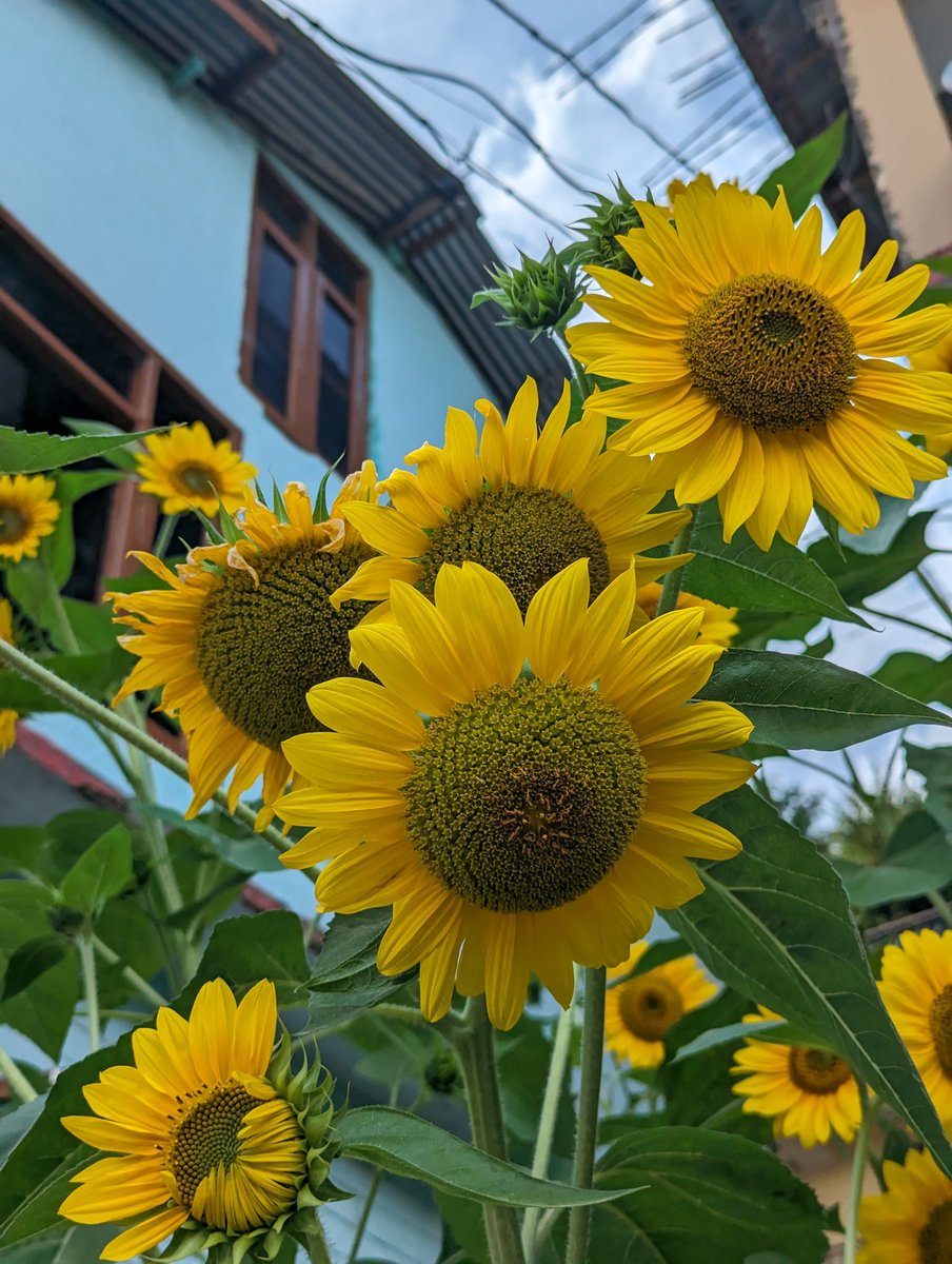 PinguSinatra's tweet image. Our mind,the world that inhabits us
Past ,a habit of falling back Plan B it #plop-s
Future,falls forward with a desire to unshackle
Risk it
Present,tends to #scrape &amp;amp; unties the knot from what&apos;s  real or made up
All three wave in a tandem
Peek a booing,one at a time
#vss365
My📸