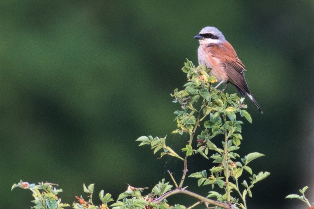 A red-backed shrike waiting for some bees.
#neuntöter #birds  #wildlife  #nature  #TwitterNatureCommunity  #birdwatching  #ThePhotoHour #BirdsSeenIn2023 #DailyPictureTheme