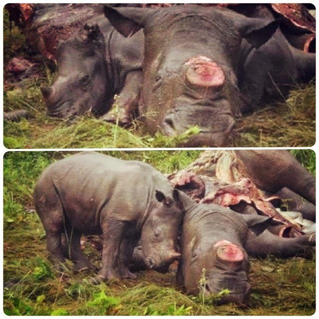 From 2017: A distraught (and newly-orphaned) baby Rhino snuggles up to its dead mother - slaughtered because of the STUPID superstition that Rhino horn is medicinal. It has NO medicinal qualities AT ALL!! RT if you want MORE to be done to tackle Rhino poaching!!
