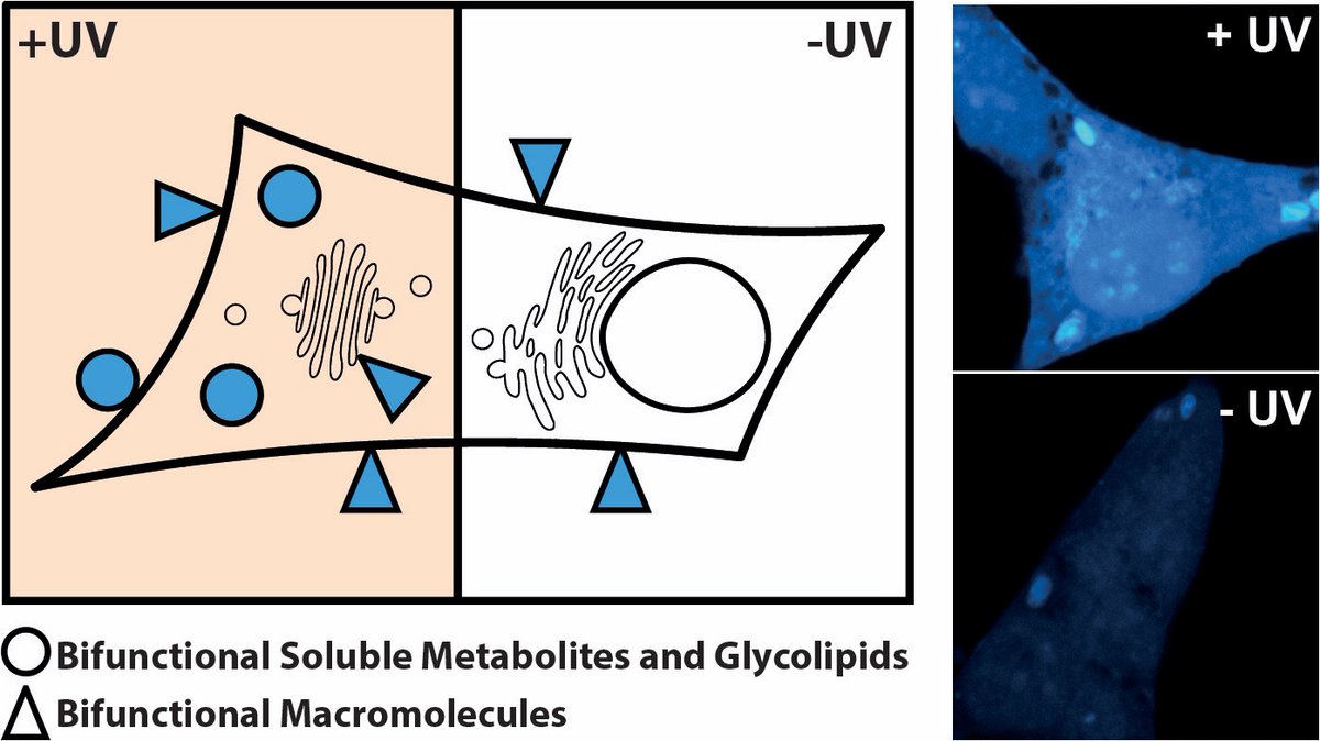 We ventured into glycobiology & developed a method to visualise small, soluble saccharides not bound to cellular macromolecules
biorxiv.org/content/10.110…