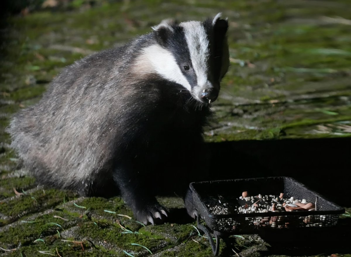 Felix, last night. 🦡

#badger #TwitterNature #TwitterNaturePhotography 
#shareyourwildisles #scottishbadgers #wildlife #melesmeles