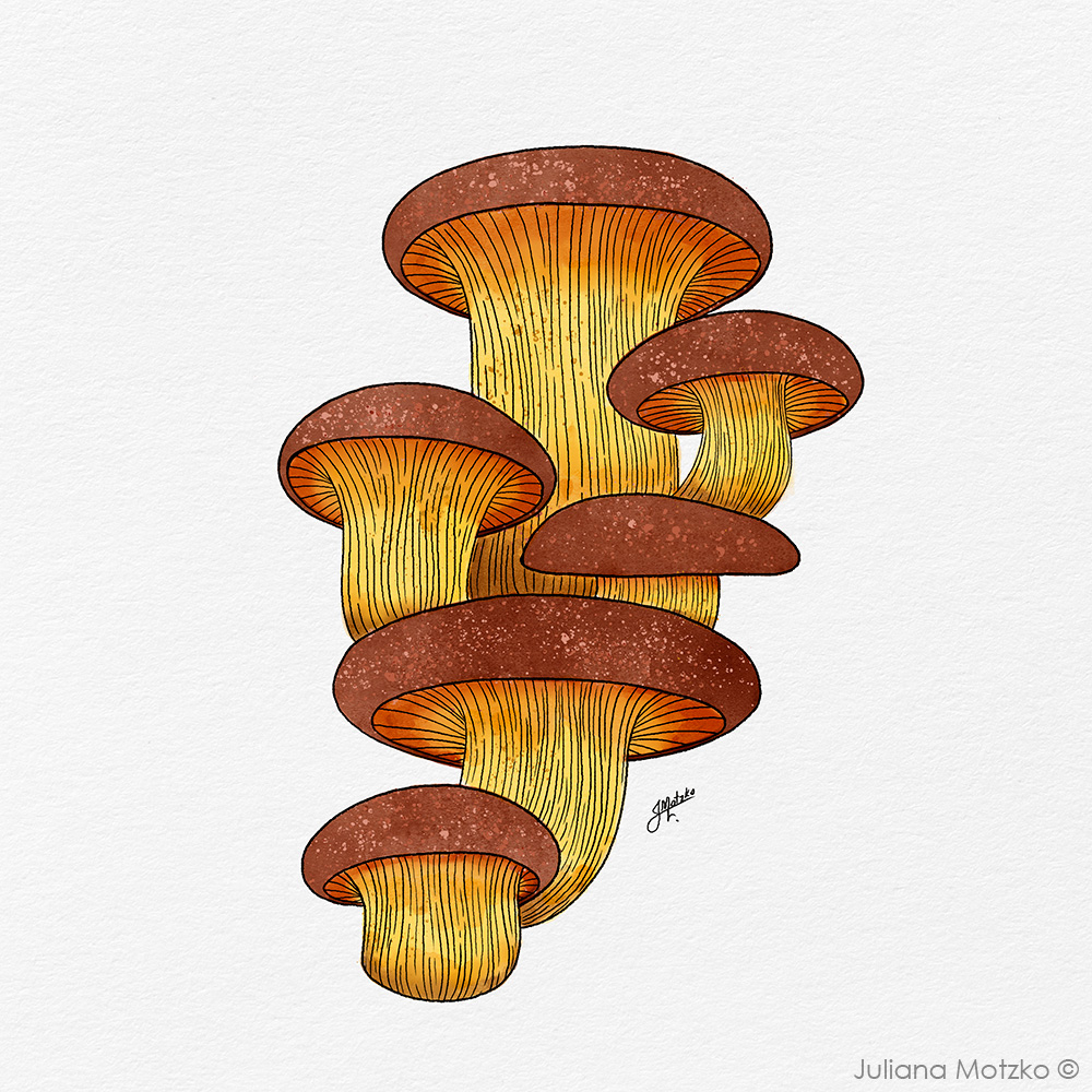Fungi.

#fungi #ink  #mushroom #cogumelo #aquarela #nanquim #watercolor #nanquim #aquarela #botanicalillustration #illustration #artlicensing #artprint #fineart #drawing #illustrator #art #artist #JulianaMotzko