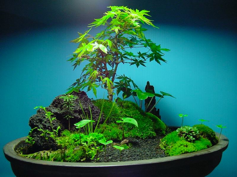 icb35250's tweet photo. 苔盆景 https://t.co/iPFVq8DQG5