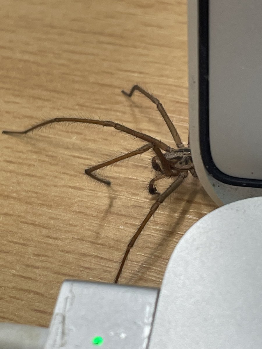 EllieElectron's tweet image. Happening now … but where do we go from here? 👇 #officecompanion #eightlegs #fangs