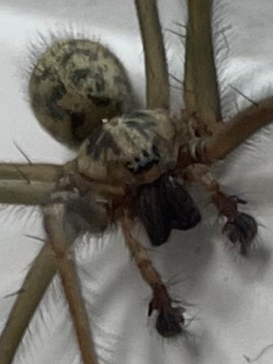 EllieElectron's tweet image. Happening now … but where do we go from here? 👇 #officecompanion #eightlegs #fangs