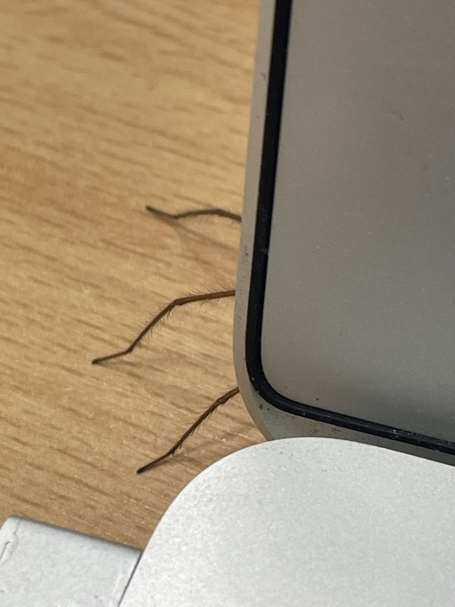 EllieElectron's tweet image. Happening now … but where do we go from here? 👇 #officecompanion #eightlegs #fangs