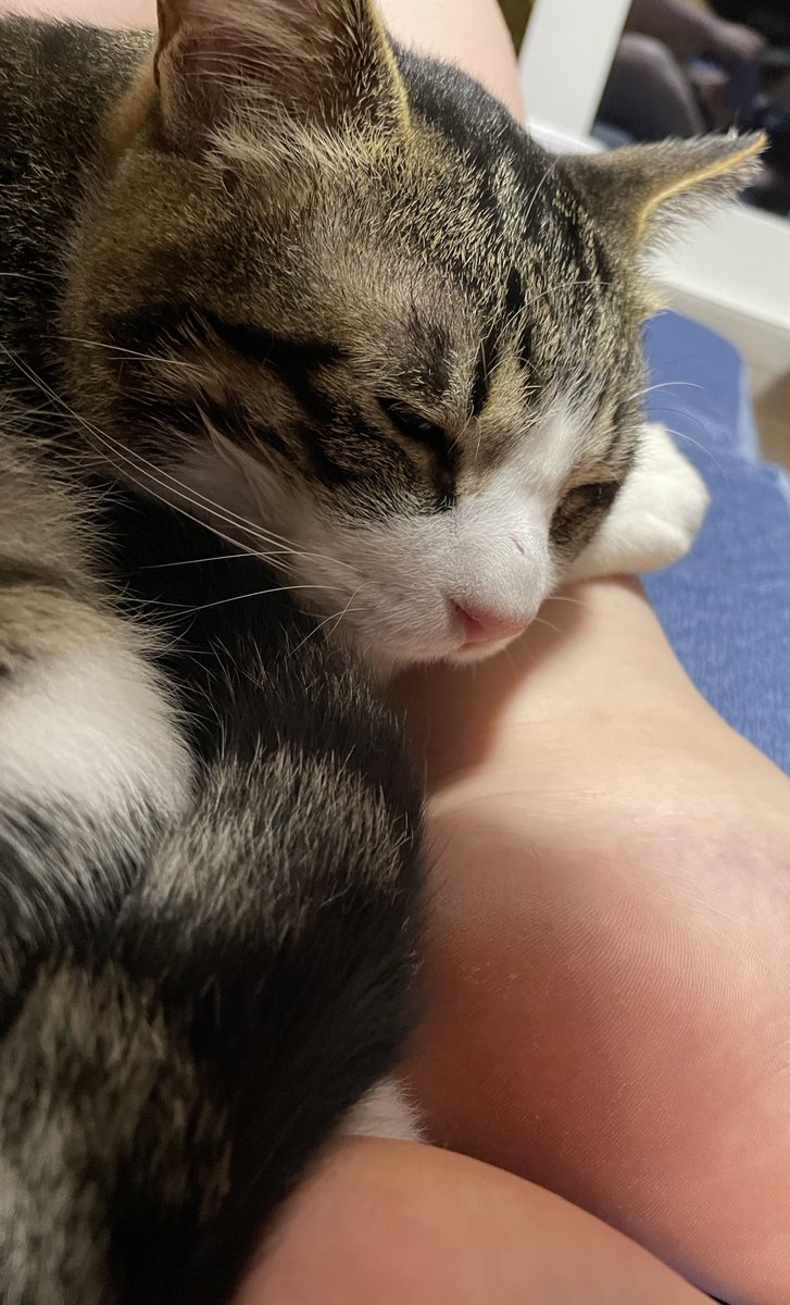 嬉しいことだけど...
ニヒト氏〜!!!足が痺れてきましたぞ....💦
※⚠️猫奴隷の脚注意⚠️
 #もりねこ
 #もりねこ卒業
 #ザインとニヒト