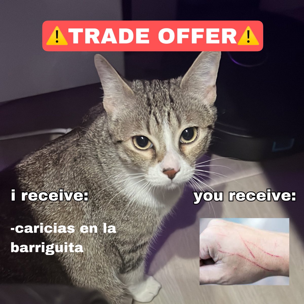memes4love1's tweet photo. mi gato be like https://t.co/vrnYjtkWCL