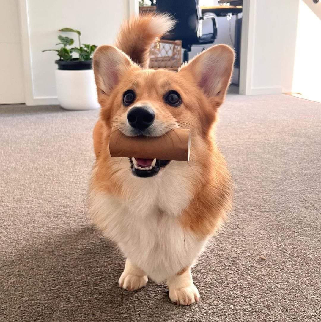 Corgi_Lovers0's tweet image. Toilet roll bandit #CorgiLover #Corgipuppies #corgilovers #cirgi