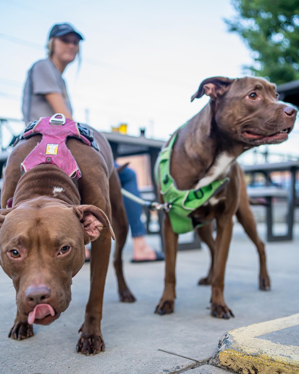 We are just four weeks away from Plates for Paws! Our friends at @TripleCBrew will be donating 20% of proceeds from the day. This always dog friendly brewery is a great place to spend your time on September 12...or any other day! Learn more: humanesocietyofcharlotte.org/events-social/…