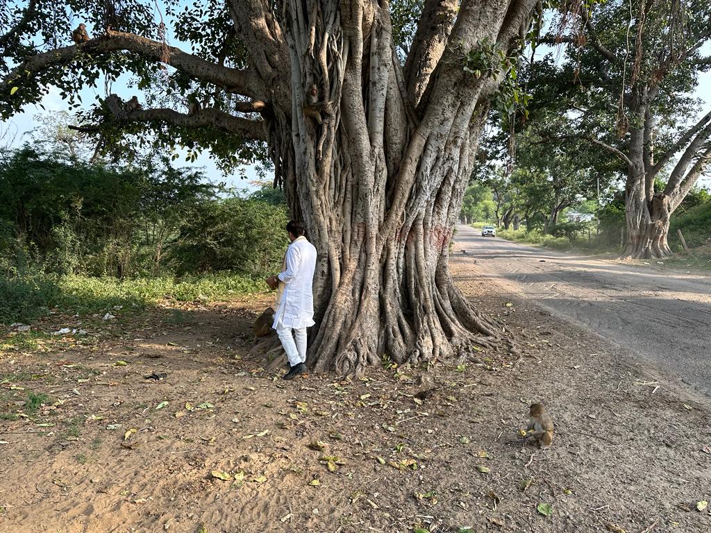 bjpbhupendraRYB's tweet photo. नारायणी माता मंदिर के आसपास रहने वाले बंदरों को केले व चने खिलाए। प्रकृति के बीच पशु पक्षियों की सेवा करना भी एक अलग अनुभूति प्रदान करता है।
#AnimalLove #MonkeyFeeding #WildlifeConservation #SevaKarma #NarayaniMataMandir https://t.co/0RuYw21Any