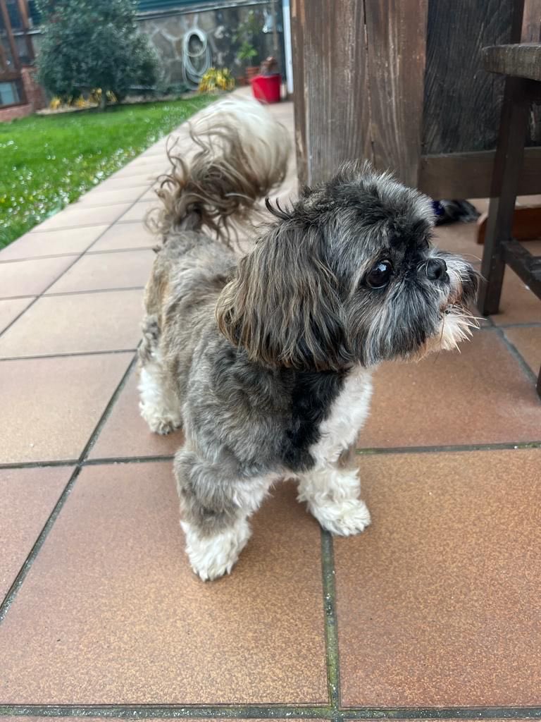 elbaticaoturbo's tweet photo. ⚠️perro perdido por la zona Cuérigo (Aller), difusión porfa, responde al nombre de Pipo⚠️ https://t.co/hfkXfIo8Y5