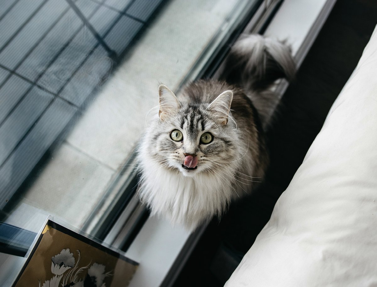 It’s Tongue Out Tuesday, and Shuba is leading the way with her adorable tongue!

#TongueOutTuesday