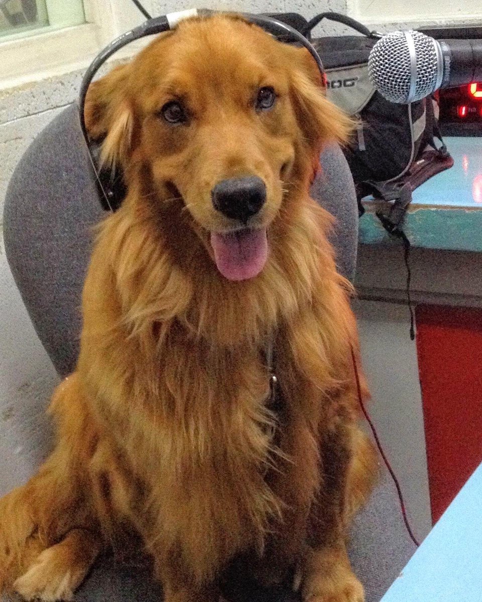 DogCoachFrancis's tweet photo. Happy 11th Birthday, Siri! 🎉 Not only are you the best dog actor, stealing every scene with your charm, but you will always be our shining star. Your talent and loving nature make our lives immeasurably brighter each day. 
🎂🐾 Love - Dad, Mom and Baby Coach. https://t.co/wQGxygPxw4