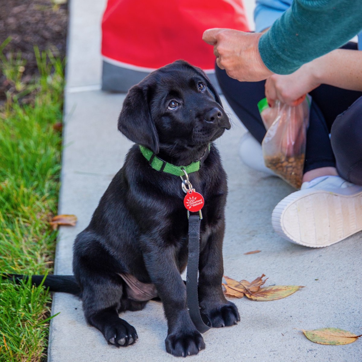 sacredheartuniv's tweet photo. I mean, how could you say no!

On this week's #SHUPets feature, we're showing some love to our very own SHU dogs. We have a Canine Cognition Lab on campus, which allows our SHUdents to investigate how dogs understand and interact with the world around them. 🐾 

#WeAreSHU https://t.co/jzr8iSHrSP