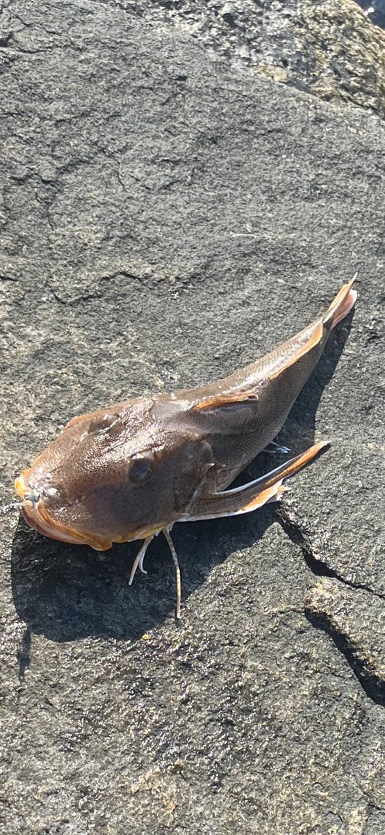 Stayflyfishing tweet media